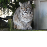 bobcat club