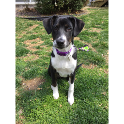 my real dog