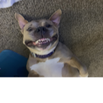 the baddie dogs