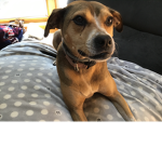 amazing doggies