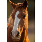 BEANTHEBEST