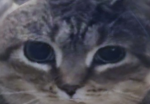 EMOBABYROBLOXKAREN