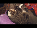 Kitty’s Kat Club