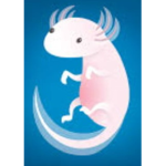Blue axolotls United