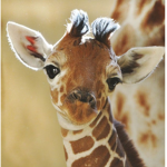 •Giraffes•