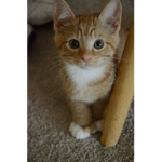 cute kittys cats people group