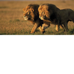 The Awesome Lions!!!