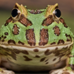 Frog emporium