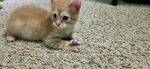 Kittens_123<3