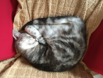 うさもんによる猫愛護団体〜！