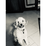 p u p p i e s :p