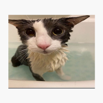 Soggy Cat Productions