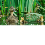 duck group :) :) :)