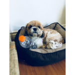 #puppysrule
