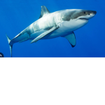 Save all sharks