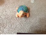 Turtle fan group :)