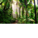The Tropical Rainforest