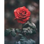 Sunny's Roses