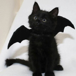 vamp kittens