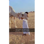 قروب حمود الحلو