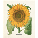 •vintage sunflowers•