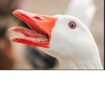 BOB1246