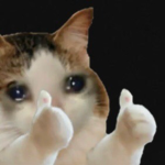 the EPIC cats <3