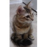 Harley the Kitten