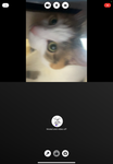 Blueloop and my cats