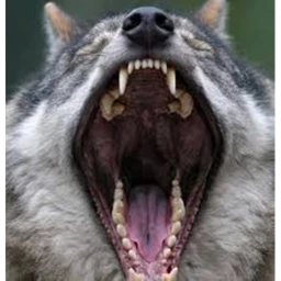 whayt icon