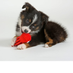 we love dogs =)