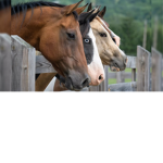 Horse pro
