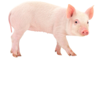 THE LITTEL PIGS GROUP