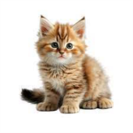the battle cats panas