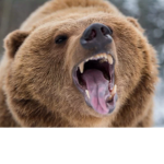 The LegenBears