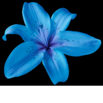 Blue Lily Inc