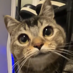 Kanibal Cats
