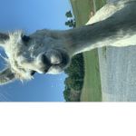 Chill Llamas Fan Group
