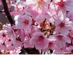 blossomss #####