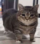 epic cat studios