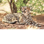 Cheetah's Covenant