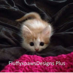 FluffyDesigns Plus