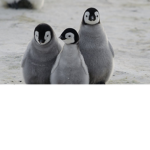 The Cute Penguins