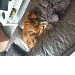 Nienke