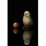 The chicken chick group