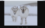 Reindeer army community