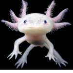 axolotl god’s