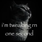 Gatto Clothes Group Thumbnail