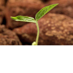 {Plant Cult} For the Plant of Plants.