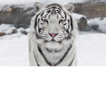Tigre des neiges
